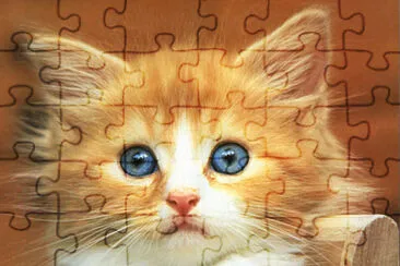 gato jigsaw puzzle