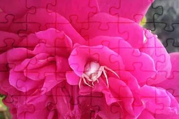 Pink Rose with Spider