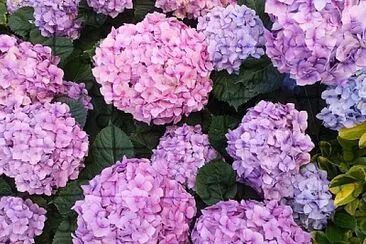 Hydrangeas jigsaw puzzle