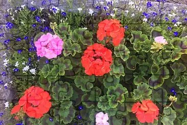 Geraniums in Trough jigsaw puzzle