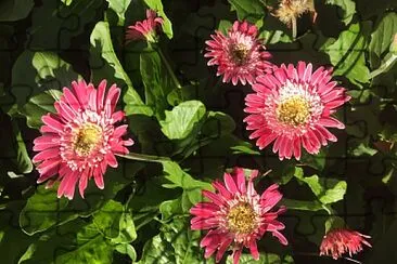 Zinnias