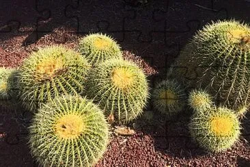 Cacti on Gravel