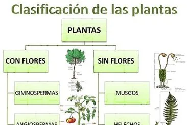 ClasificaciÃ³n de las plantas jigsaw puzzle