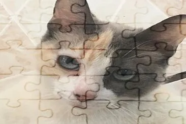 mascotas jigsaw puzzle