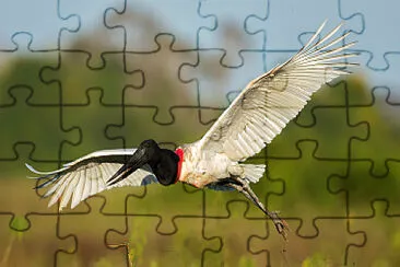 SÃ­mbolo do Pantanal jigsaw puzzle