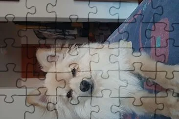 MI PERRO jigsaw puzzle