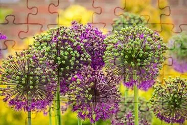 Purple allium in bloom