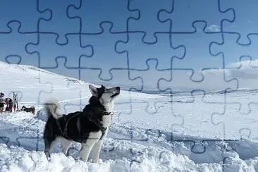 dog snow jigsaw puzzle