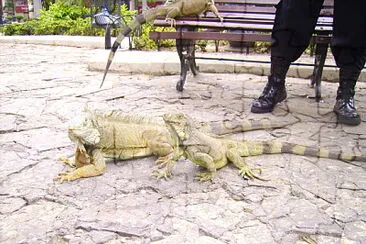 Parque de las Iguanas, Ecuador