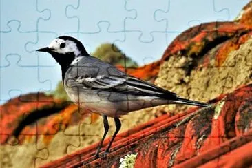 NATUREZA jigsaw puzzle