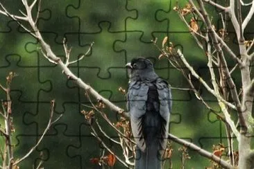 Cuculo nero jigsaw puzzle