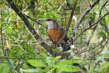 Cuculo lucertola della giamaica