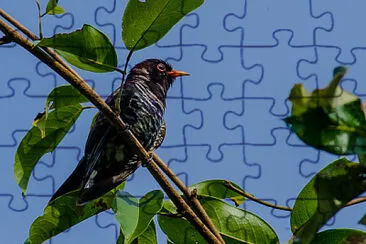 Cuculo violetto jigsaw puzzle