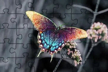 Borboleta Azulada jigsaw puzzle