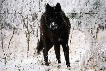 Lobo