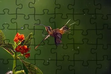 Beija Flor jigsaw puzzle