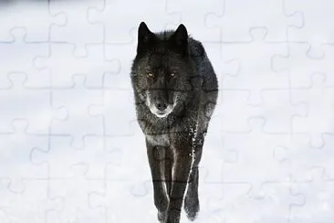 Lobo caminhando jigsaw puzzle