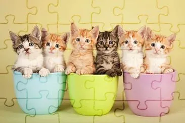 Kitten Cups jigsaw puzzle