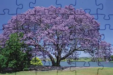 Jacaranda jigsaw puzzle