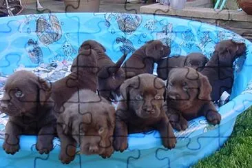 Chocolate Lab Pups