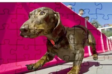 Weiner Run jigsaw puzzle