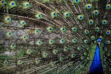 Peacock