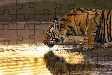 Tiger Drinking jigsaw puzzle