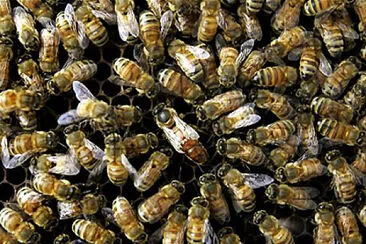 Honeybees jigsaw puzzle