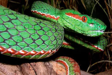 Tree Snake jigsaw puzzle