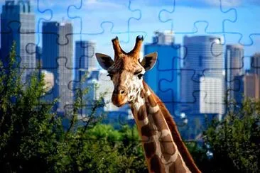 Giraffe jigsaw puzzle