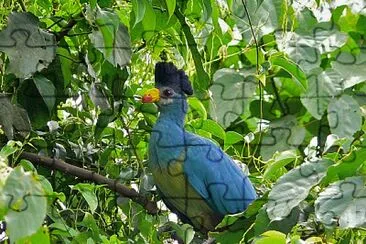 Turaco azzurro jigsaw puzzle