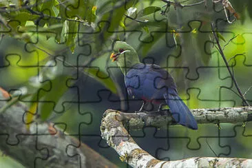 Turaco beccogiallo jigsaw puzzle