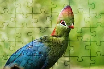 Turaco di fischer jigsaw puzzle