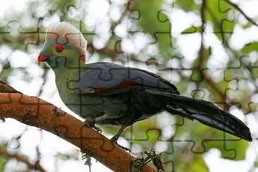 Turaco di ruspoli