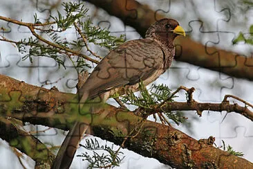 Turaco grigio occidentale