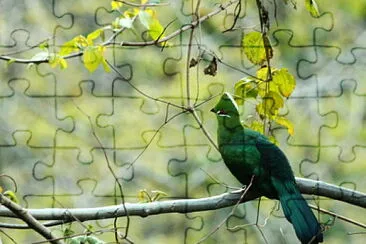 Turaco nero jigsaw puzzle