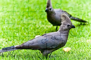 Turaco unicolore jigsaw puzzle