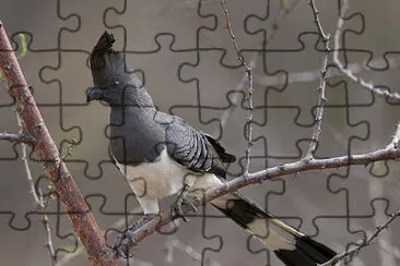 Turaco ventre biaanco jigsaw puzzle