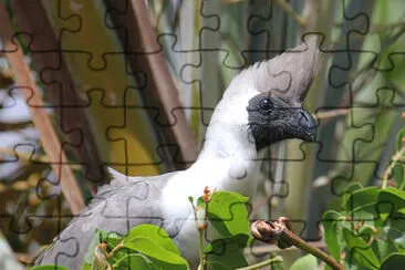 Turaco dalla maschera jigsaw puzzle