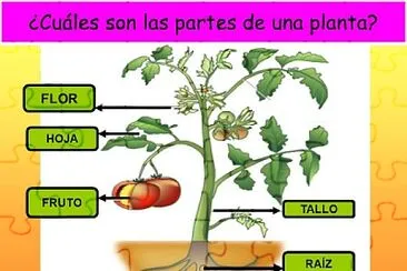 פאזל של Partes de la planta