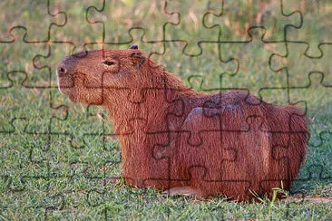 Fauna 1 jigsaw puzzle