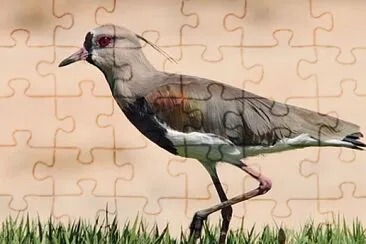 פאזל של Fauna 2