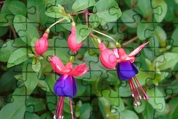 Flora 2 jigsaw puzzle