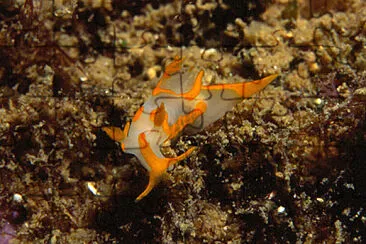 Trapania maculata