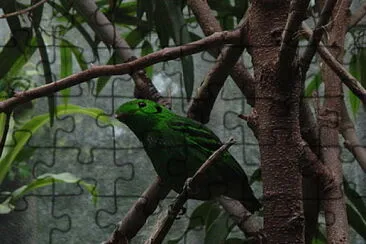 Green broadbill jigsaw puzzle