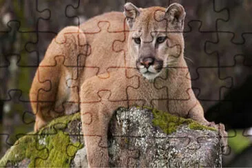 puma jigsaw puzzle