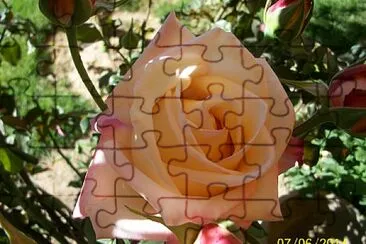 rosa ama jigsaw puzzle