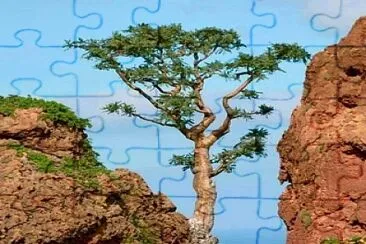 natural jigsaw puzzle