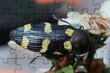 פאזל של Castiarina australiasiae