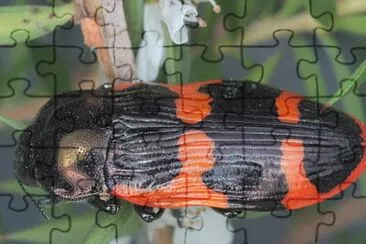 פאזל של Castiarina bremei